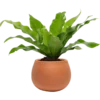 Aglonema Plant