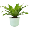 Aglonema
