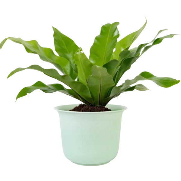 Aglonema