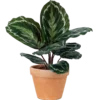 Aglonema Plant