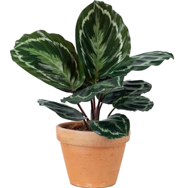 Aglonema Plant