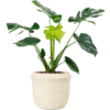 Aglonema