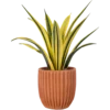 Aglonema