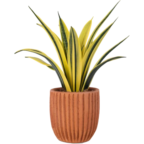 Aglonema
