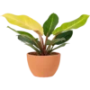 Aglonema Plant