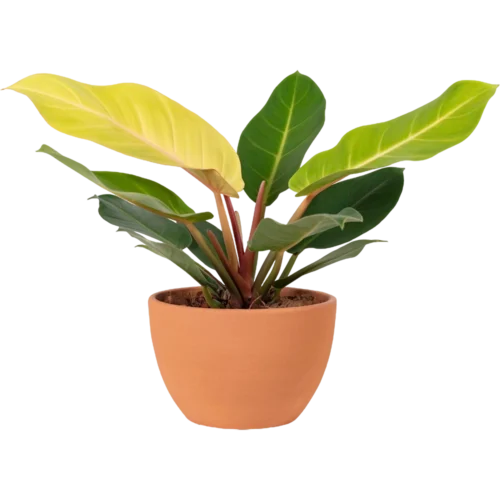 Aglonema Plant