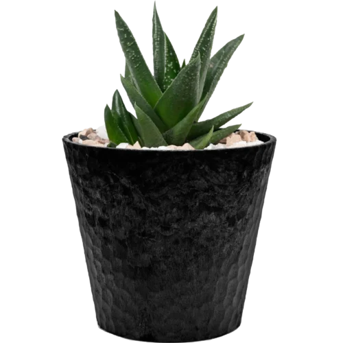Jade Plant Mini