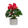 Anthurium Red Plant