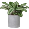 Calathea Sanderiana