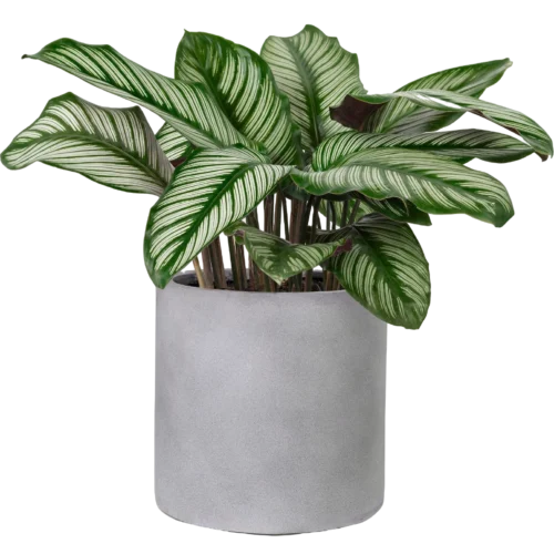 Calathea Sanderiana