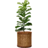 ZZ Plant