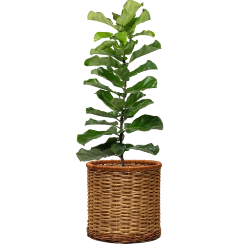ZZ Plant