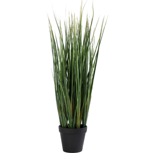 Lemon Grass Plant
