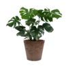 Monstera Deliciosa Plant