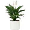 Aglonema Plant