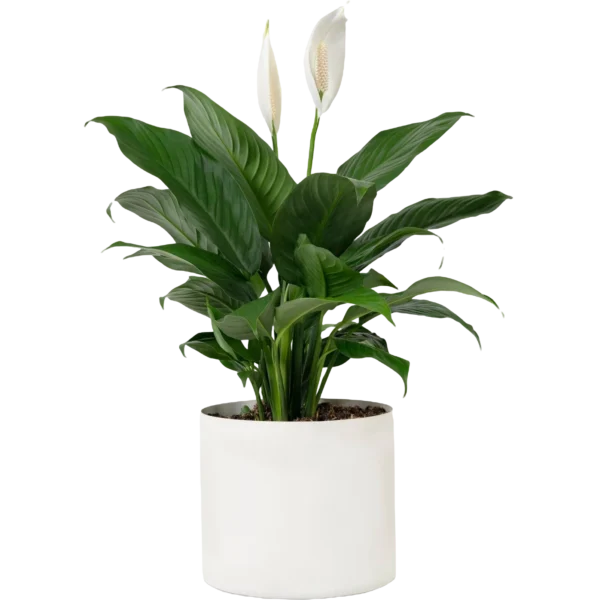 Aglonema Plant
