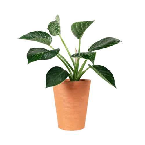 Peace Lily Plant