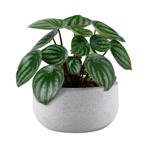 Ficus Lyrata Plant