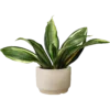 Snake Plant