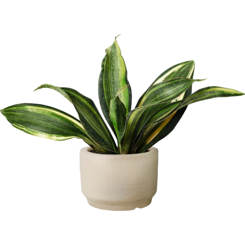 Snake Plant